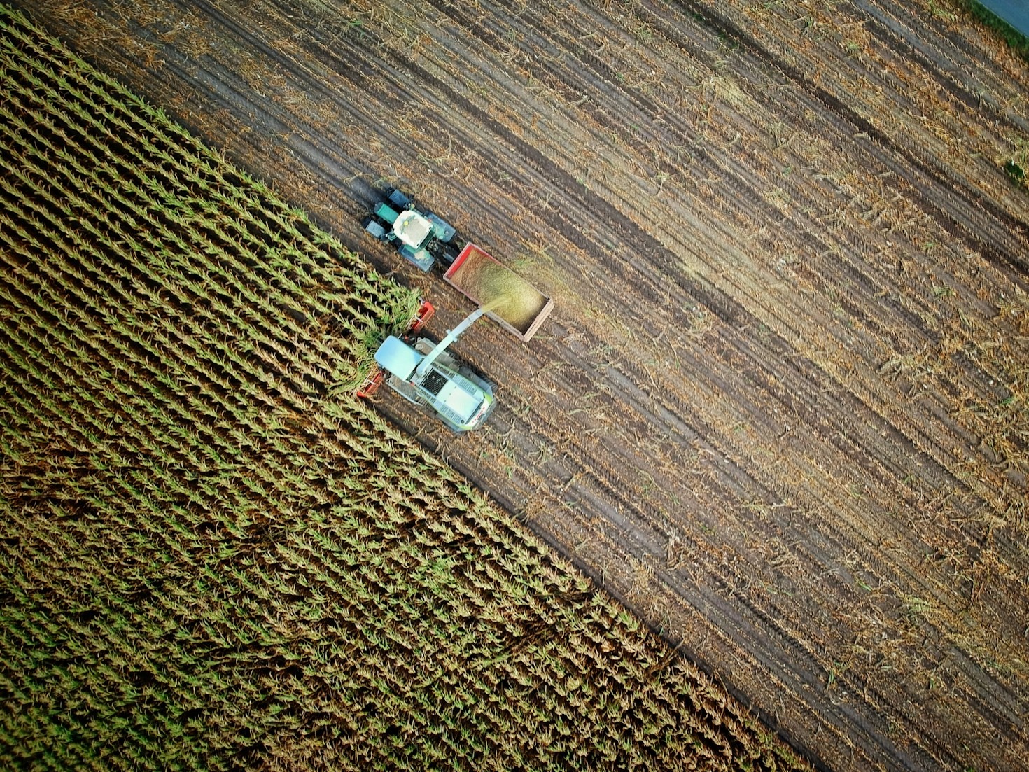 A Importância da Informação Diária no Mercado de Soja