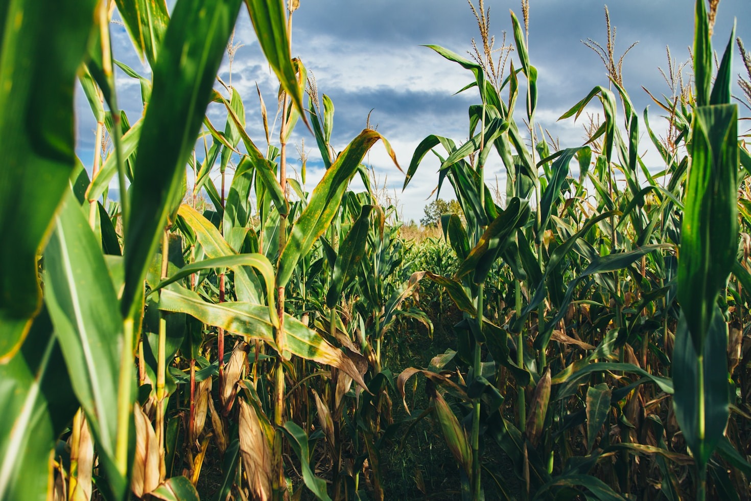 Os Desafios do Agronegócio Brasileiro e Como Superá-los